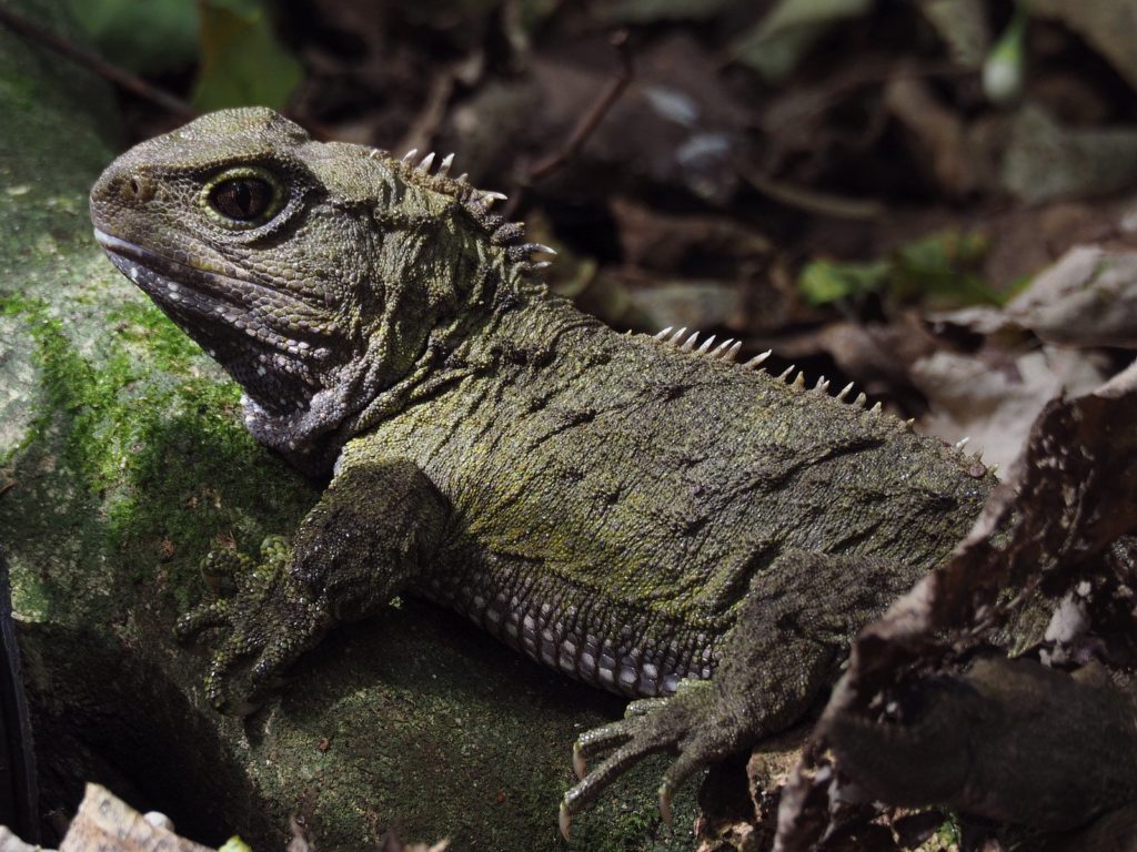 a tuatara