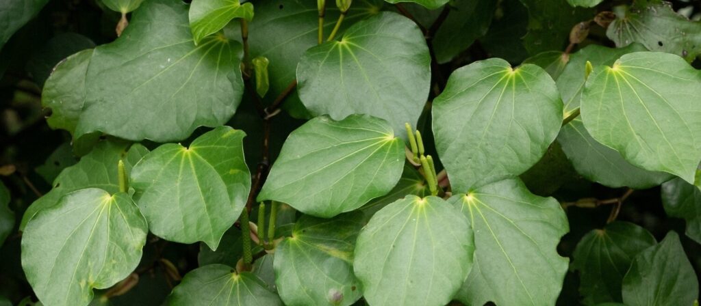 A picture of kawakawa, a plant with heart shaped green leaves.